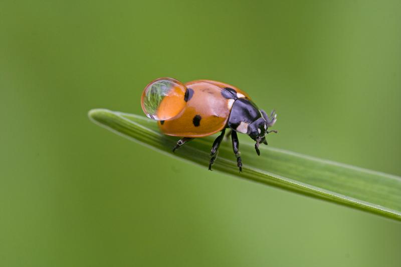Cjp_2011_08_14_095912 (2).jpg